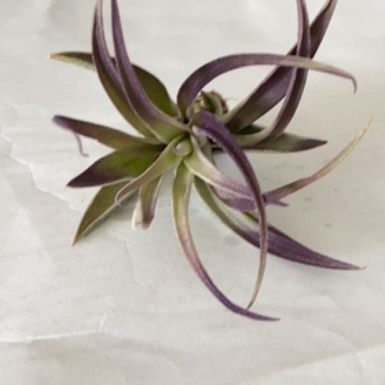 Photo of the plant species T. ionantha Blue Cobalt by @HeartyCebenese named Air Blue Cobalt on Greg, the plant care app