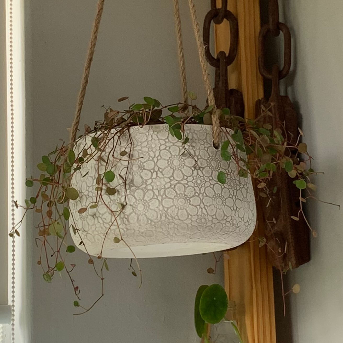 Peperomia 'Pepperspot' plant in a hanging pot, healthy with small green leaves.