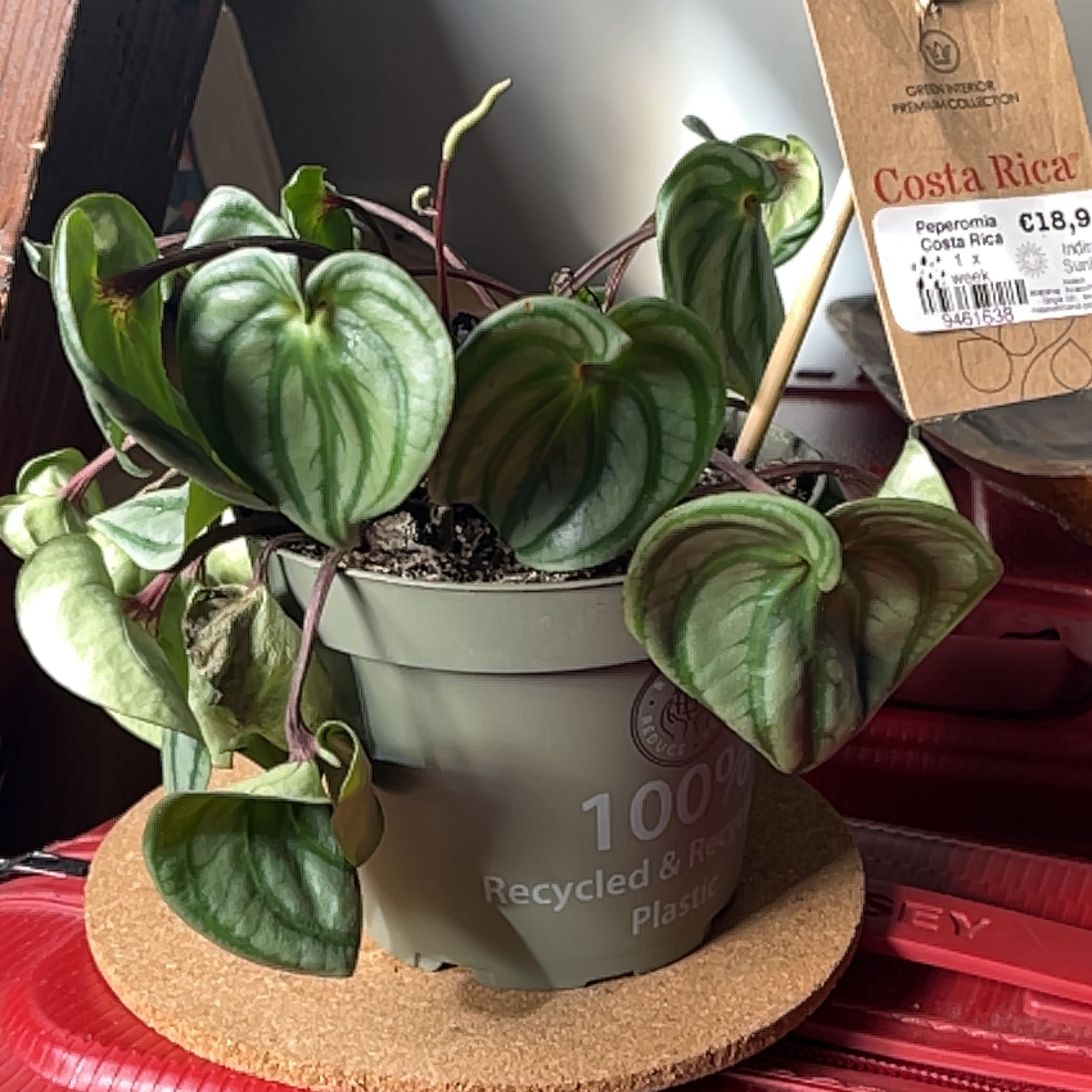 Photo of the plant species Costa Rica Peperomia by @FarreachingHope named Corita on Greg, the plant care app