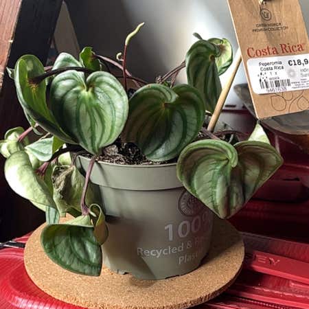 Photo of the plant species Costa Rica Peperomia by @FarreachingHope named Corita on Greg, the plant care app