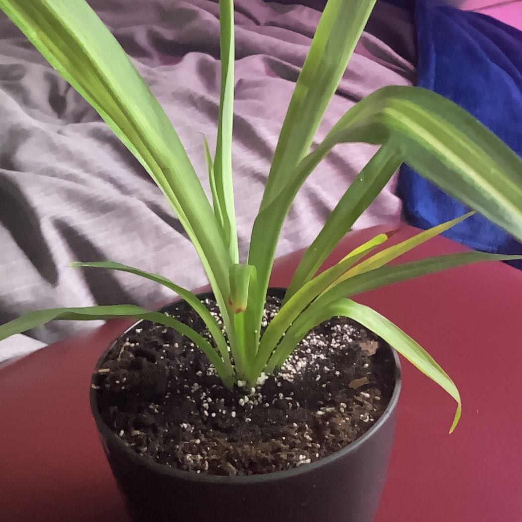 A healthy Hawaiian Spider Plant in a black pot with visible soil.