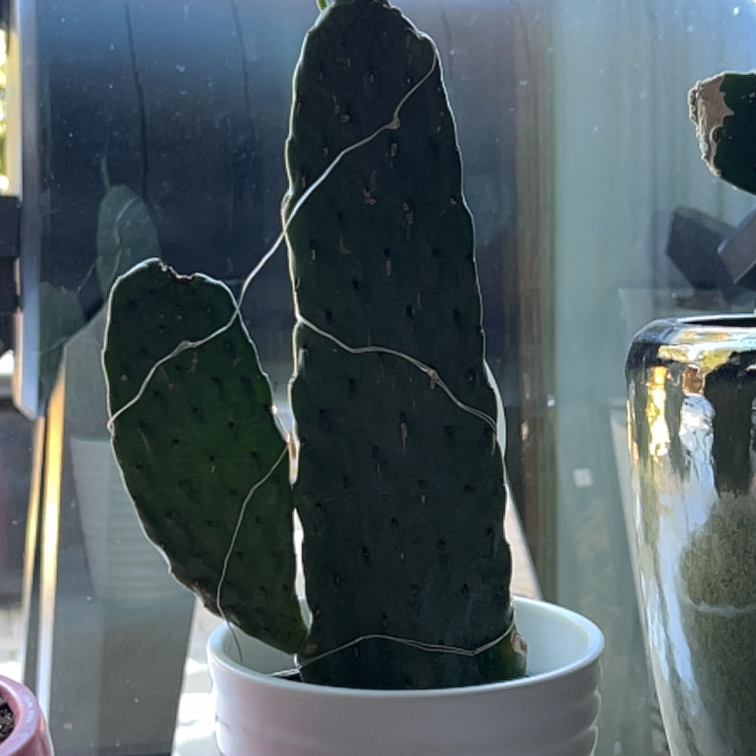 Road Kill Cactus in a white pot near a window, appears healthy.