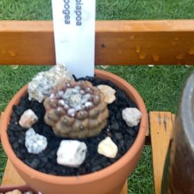Photo of the plant species Copiapoa Hypogaea Barquitensis by @YesDracaena named Brown Poa on Greg, the plant care app