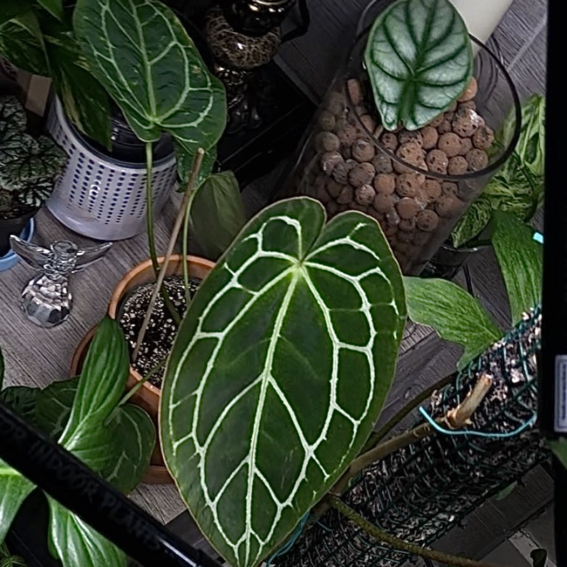 Photo of the plant species Anthurium crystallinum magnificum by @Yonabby named Mrs. Rosa on Greg, the plant care app