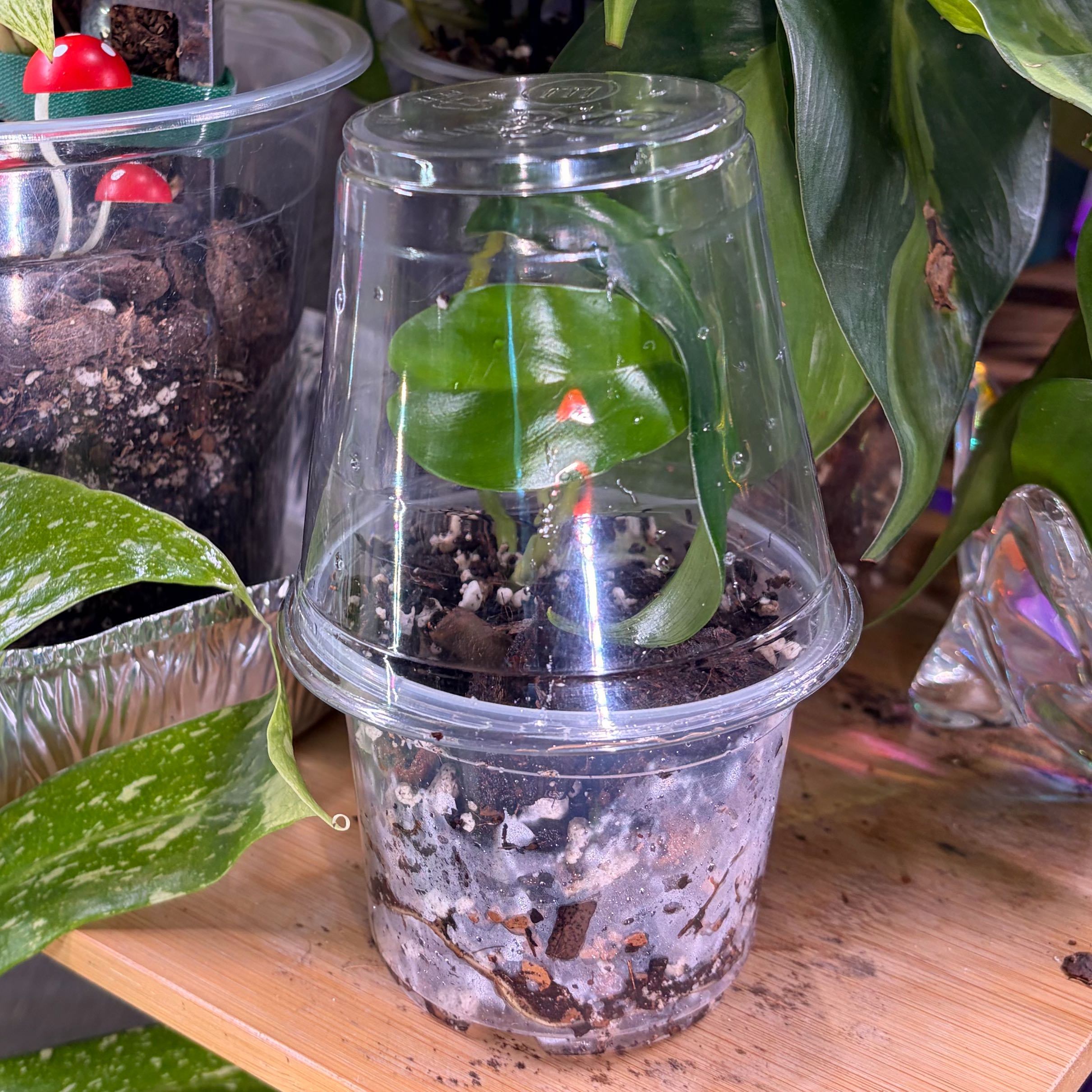 Photo of the plant species Philodendron 'Florida' by @Yonabby named Baby Girl on Greg, the plant care app
