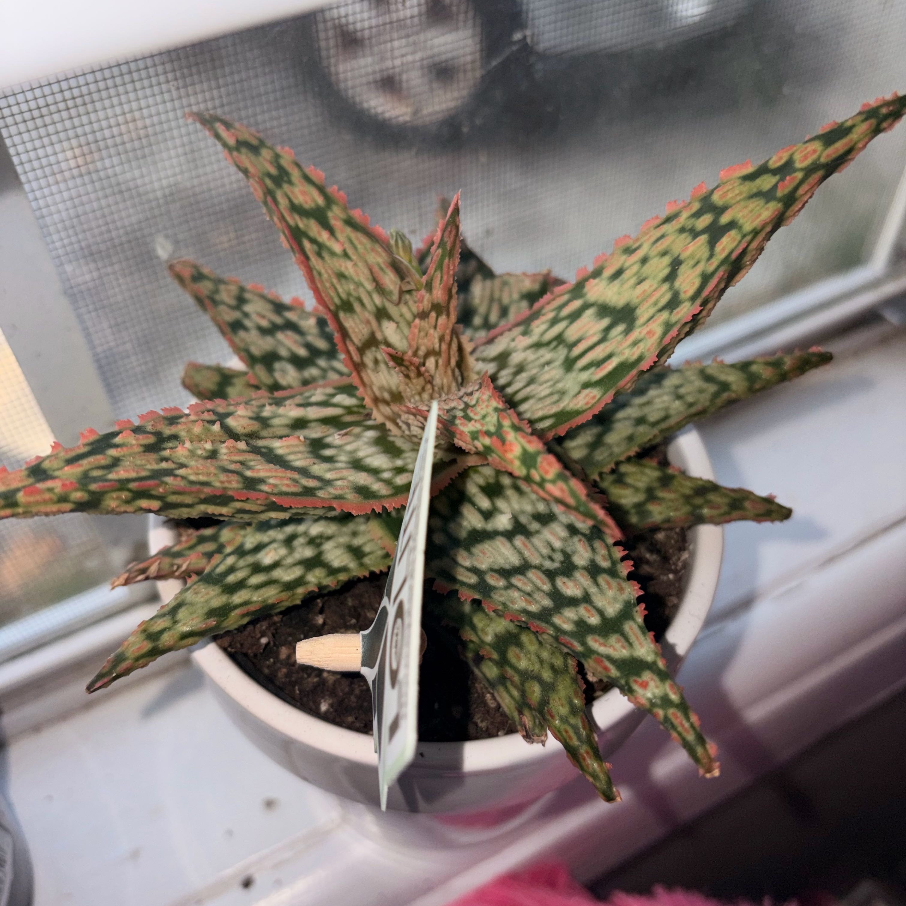 Photo of the plant species Pink Blush Aloe by @Yonabby named Xena on Greg, the plant care app