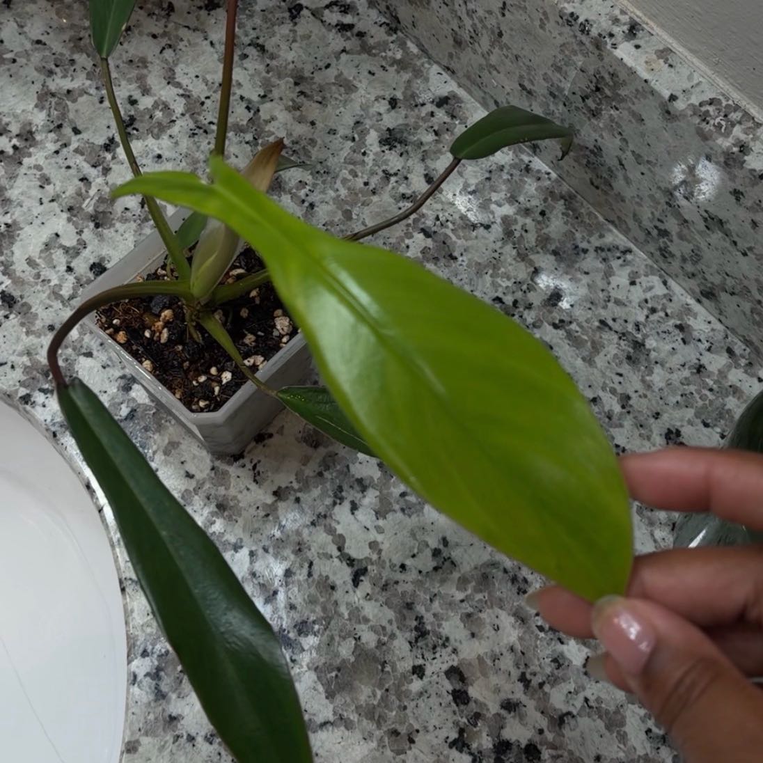 Photo of the plant species Philodendron x joepii by @Yonabby named Bruce Lee on Greg, the plant care app