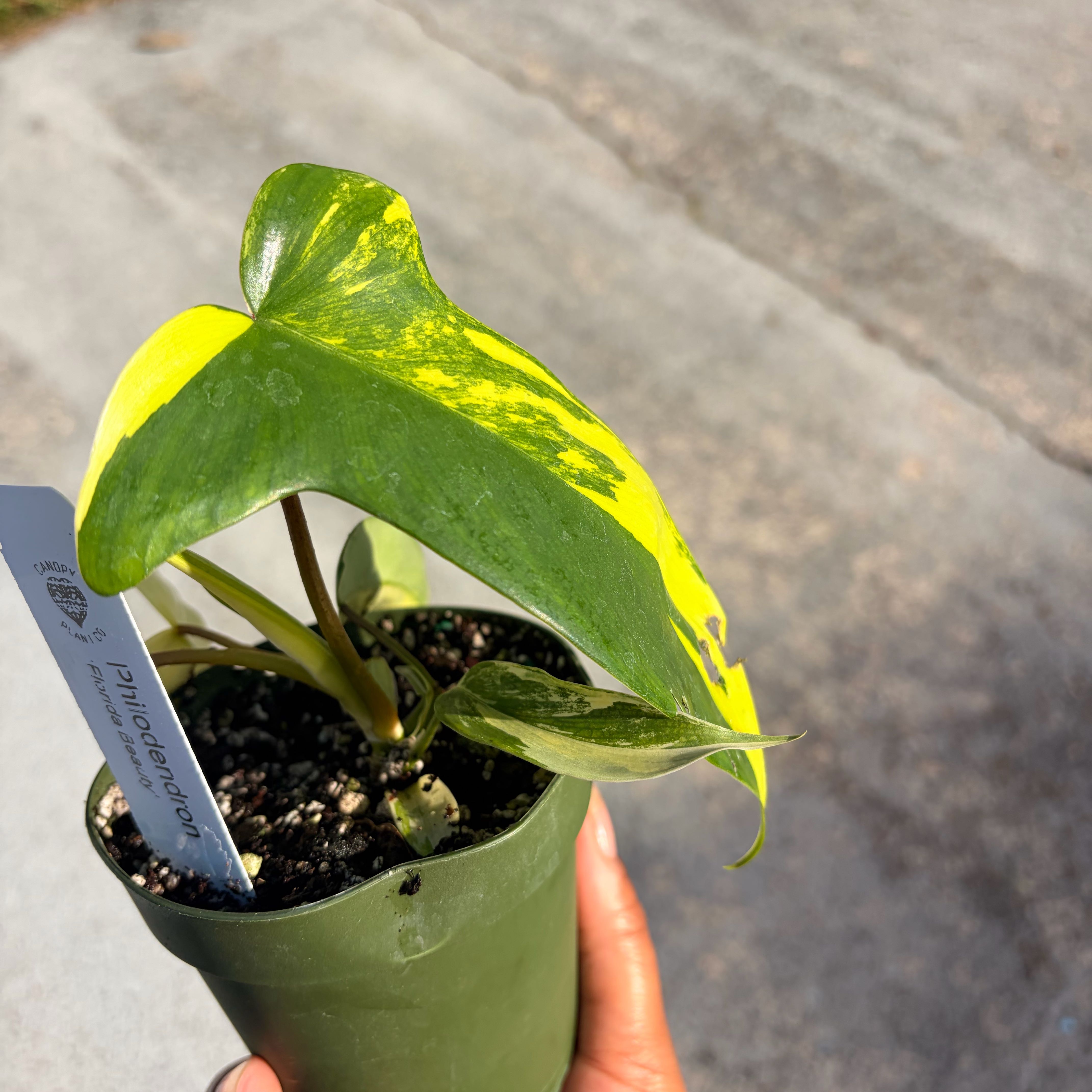 Photo of the plant species Variegated Florida Beauty Philodendron by @Yonabby named Xena on Greg, the plant care app
