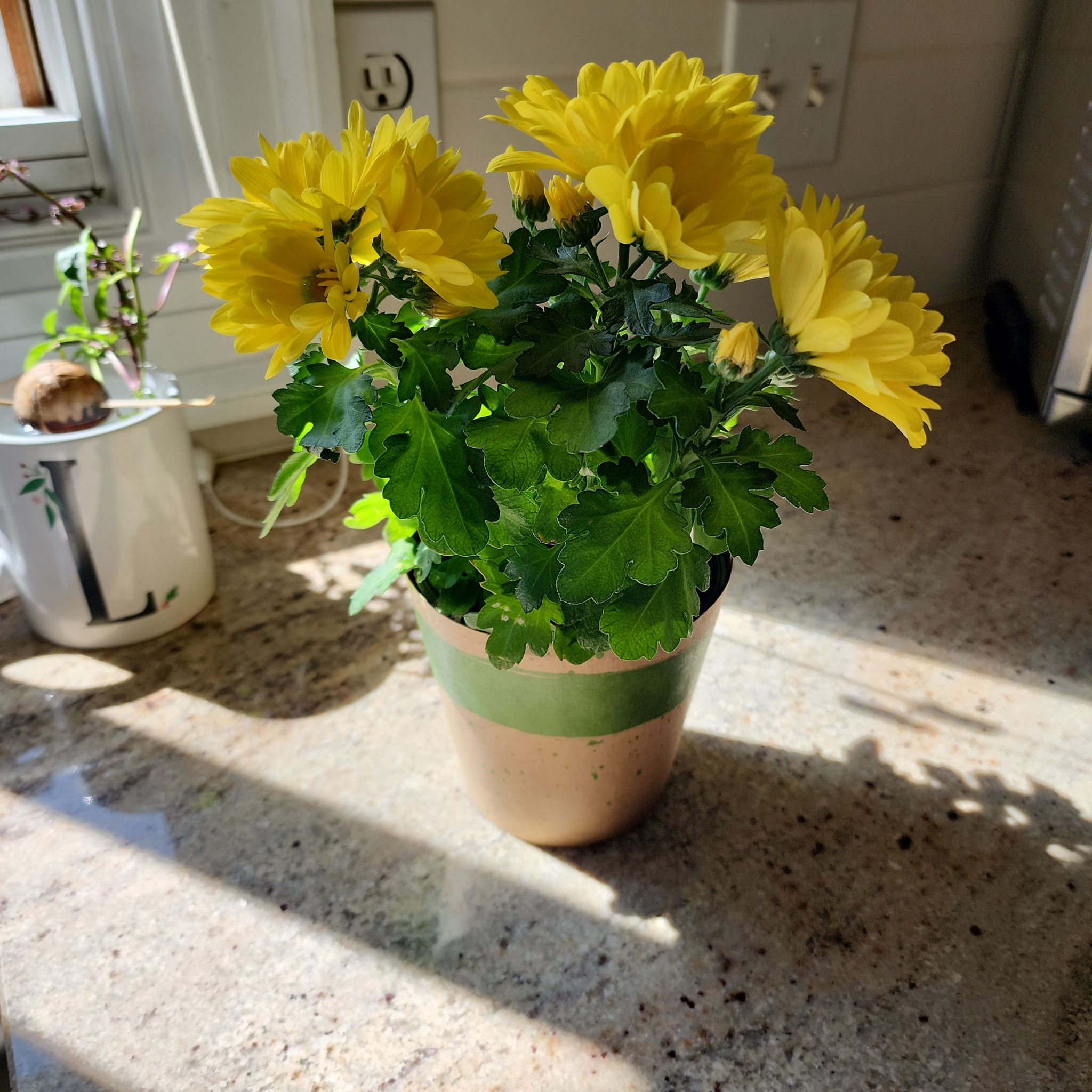 Chrysanthemum plant with yellow flowers in a pot on a kitchen counter.