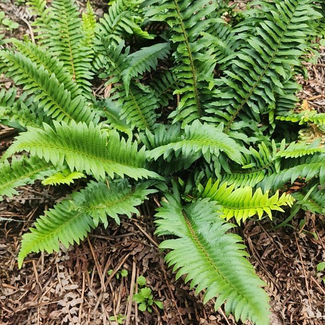 Western Swordfern uploaded to the Greg plant app by @CertainGoldwire