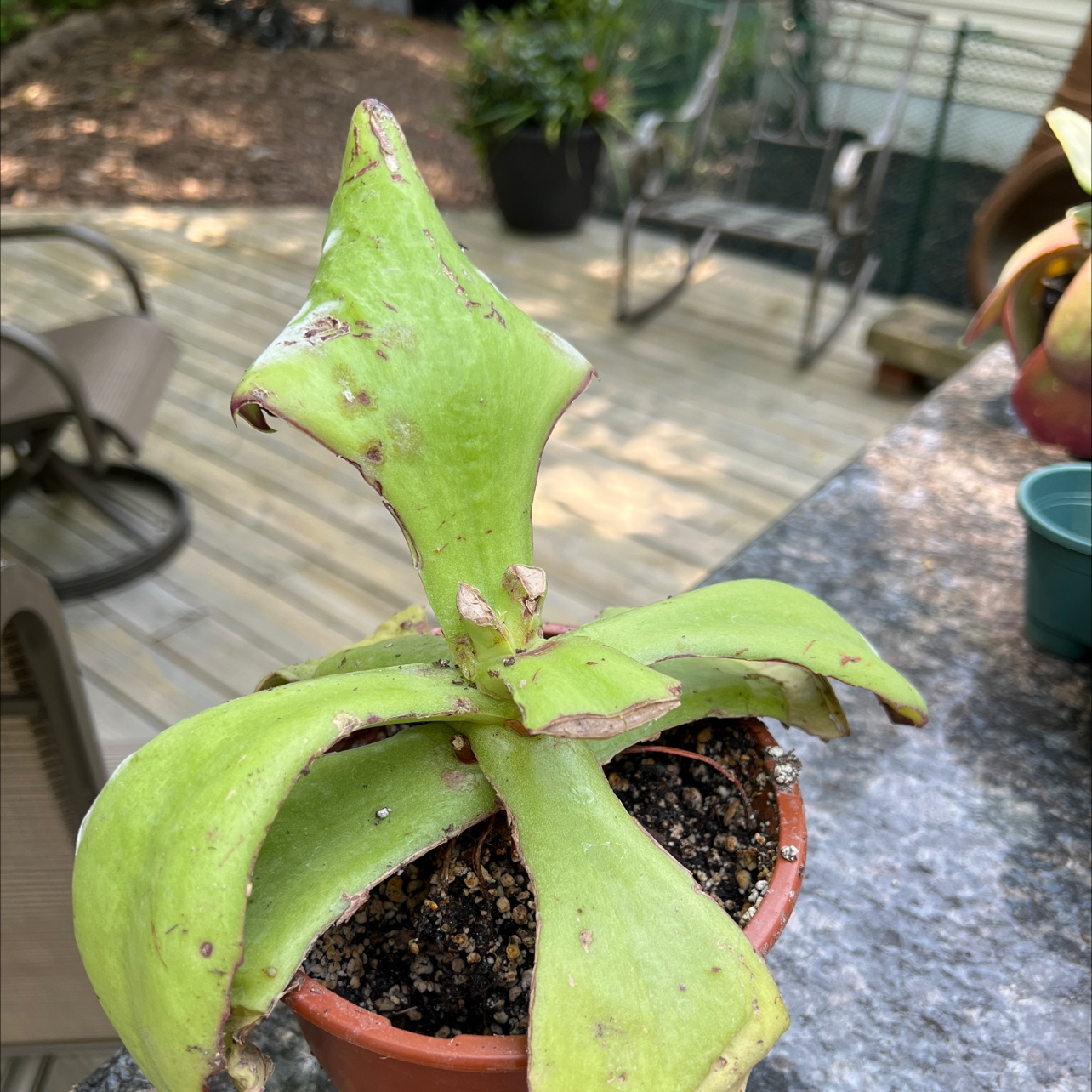 Walking Kalanchoe plant in a small pot with some browning on the leaves, outdoor background.