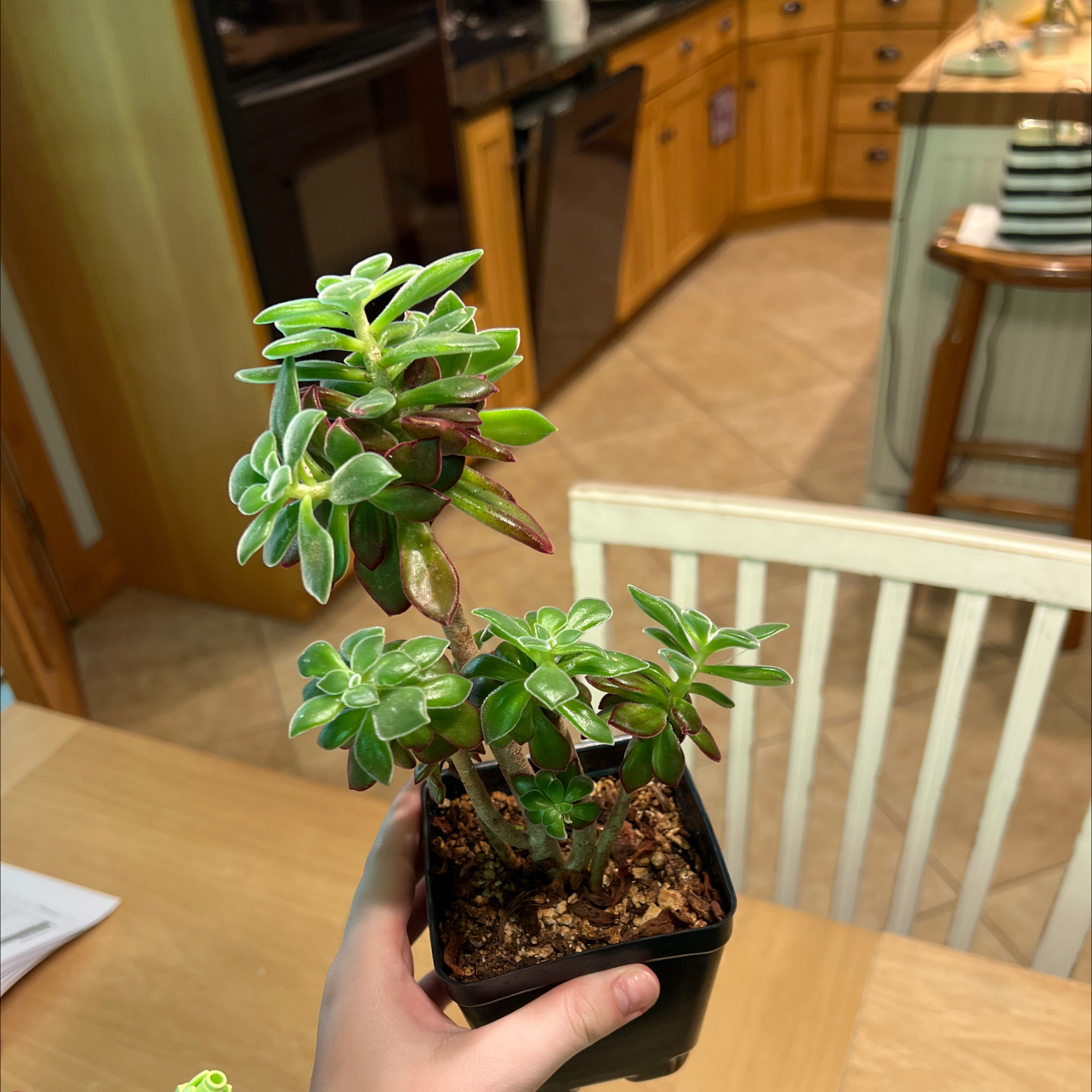A healthy Plush Plant in a small pot, held by a hand, with visible soil.