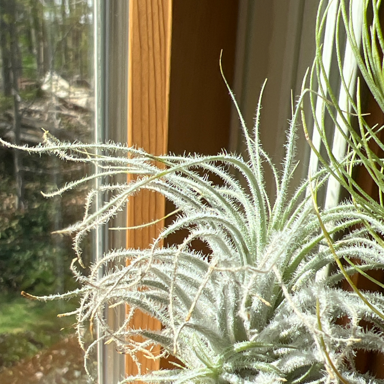 Photo of the plant species Snowball Air Plant by @Ava7475 named Air plant on Greg, the plant care app