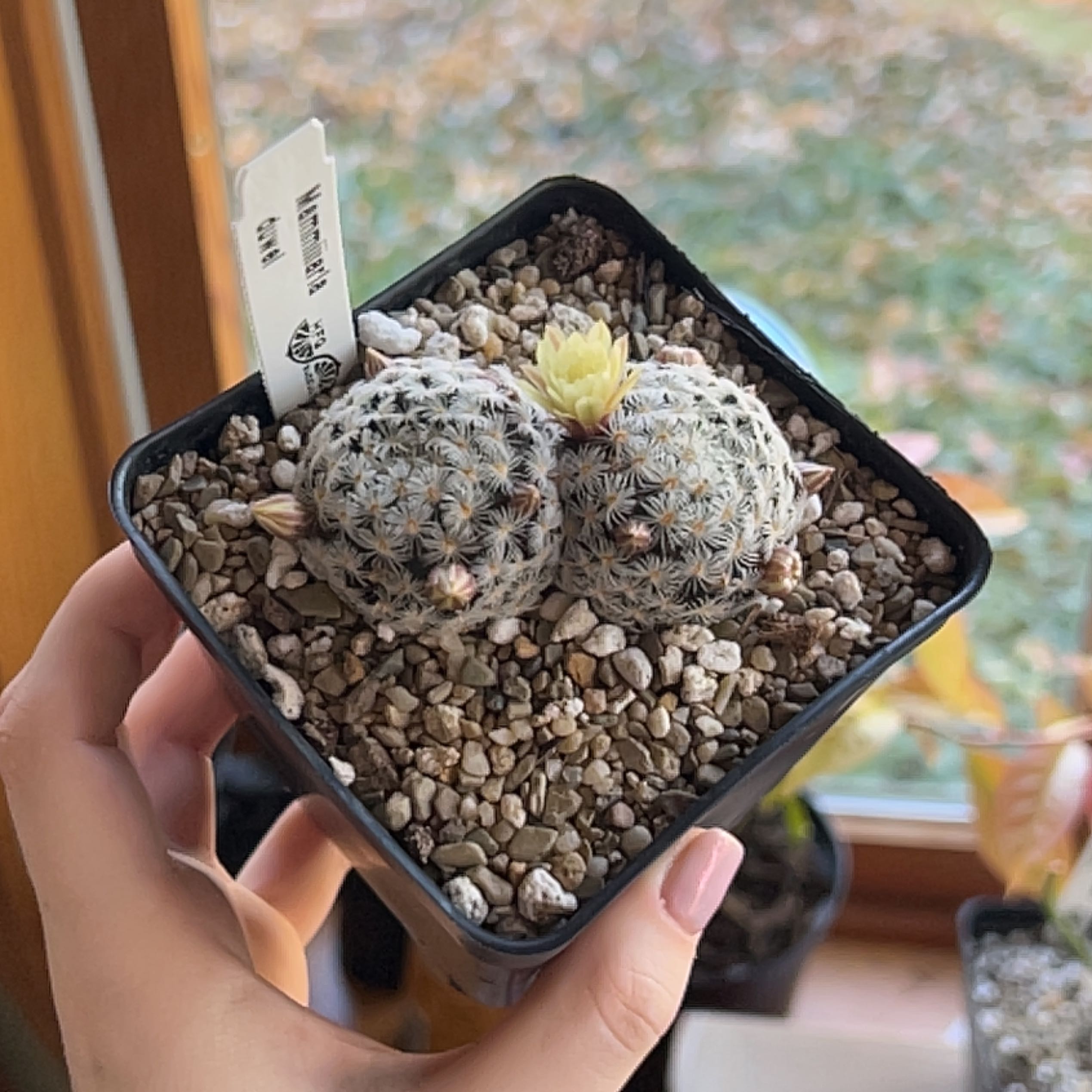 Photo of the plant species Mammillaria duwei by @Ava7475 named Mamullaría duwei on Greg, the plant care app