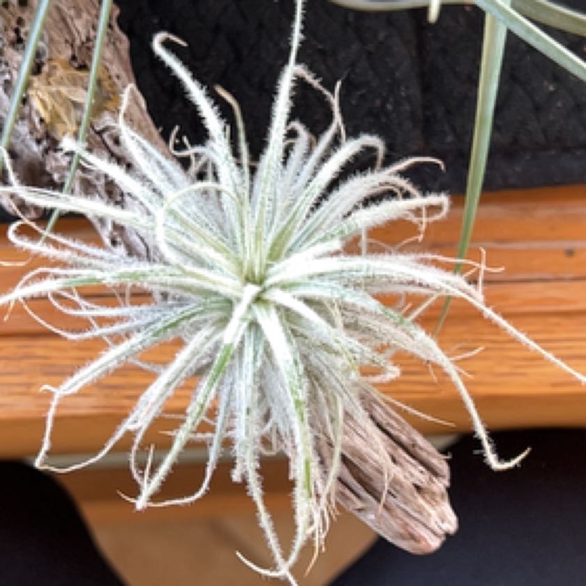 Photo of the plant species Snowball Air Plant by @Ava7475 named Air plant on Greg, the plant care app