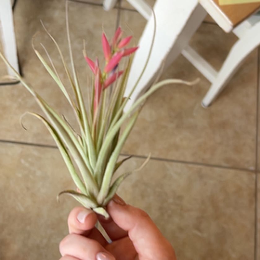 Photo of the plant species Tillandsia stricta by @Ava7475 named Air plant on Greg, the plant care app