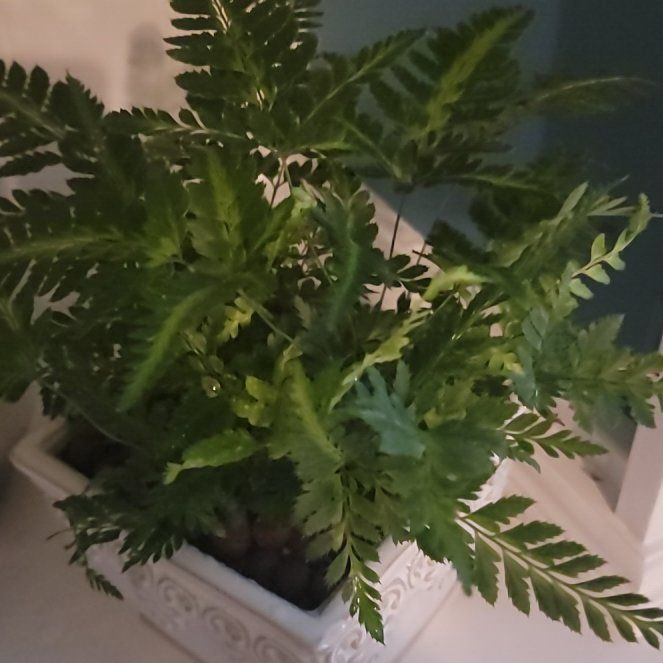 Photo of the plant species East Indian Holly Fern by @ElderLovage named Audrey on Greg, the plant care app