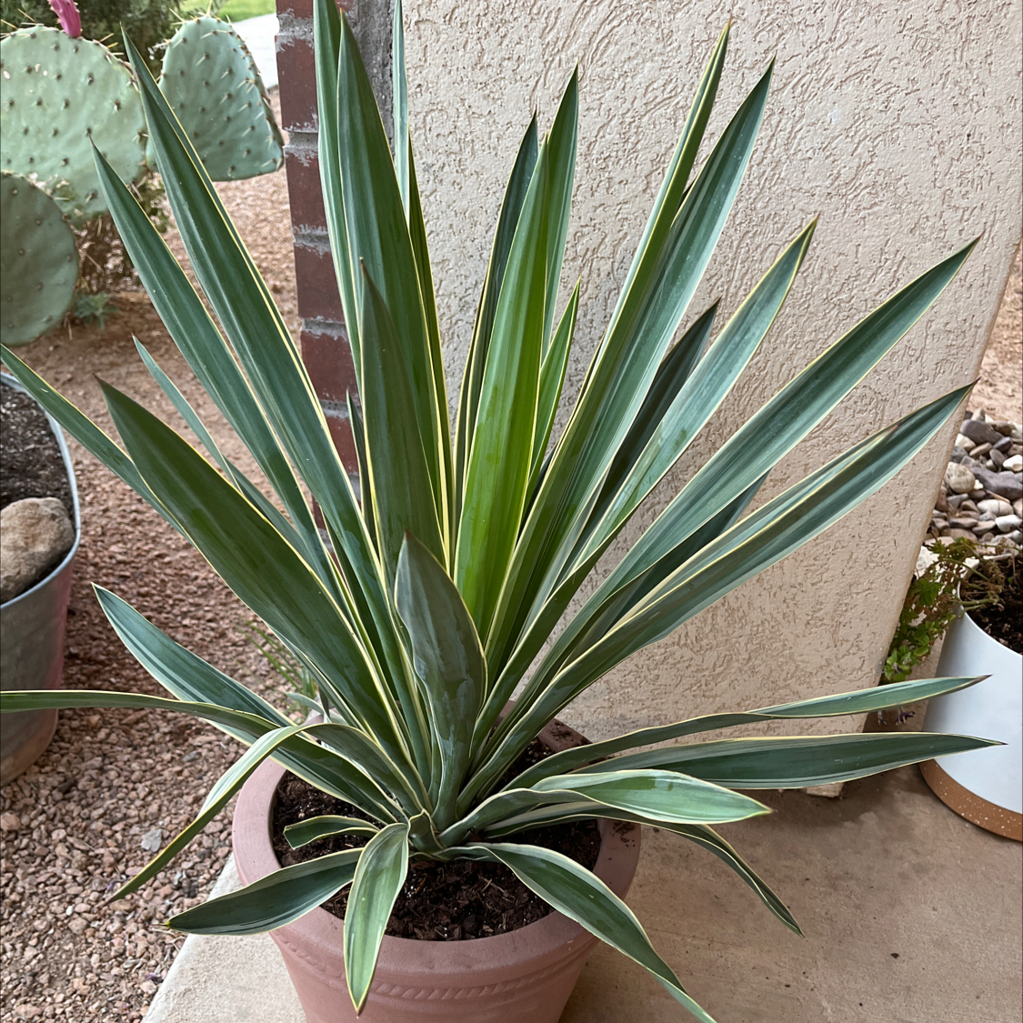 Spanish Dagger plant in a pot with healthy green leaves.