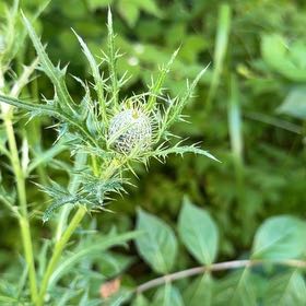 Photo of the plant species Bristly Thistle by @AceCornplant named Ulysses S Plant on Greg, the plant care app
