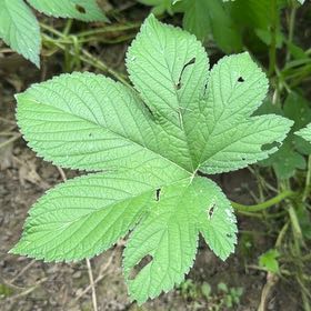 Photo of the plant species Japanese Hop by @AceCornplant named Queen on Greg, the plant care app