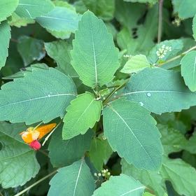 Photo of the plant species Orange Balsam by @AceCornplant named Marilyn on Greg, the plant care app