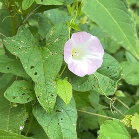 Photo of the plant species Appalachia False Bindweed by @AceCornplant named Khaleesi on Greg, the plant care app