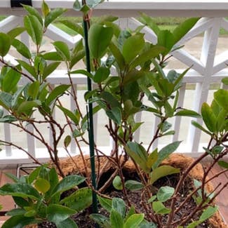 Ficus Ginseng plant in Bolivar Peninsula, Texas