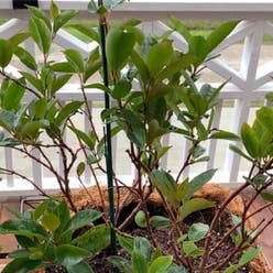 Ficus Ginseng plant