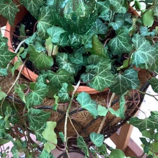English Ivy plant in Bolivar Peninsula, Texas