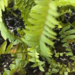Erect Sword Fern plant
