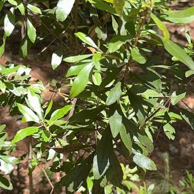 Photo of the plant species Morella Cerifera by Jodi named Drake on Greg, the plant care app