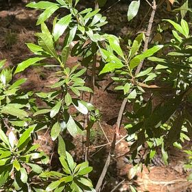 Photo of the plant species Morella Cerifera by Jodi named Mando on Greg, the plant care app