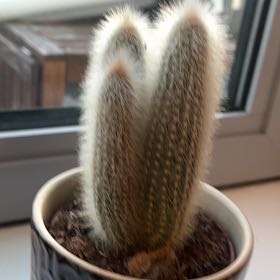 Photo of the plant species Compact Cleistocactus by @FerventPuka named Ulysses S Plant on Greg, the plant care app
