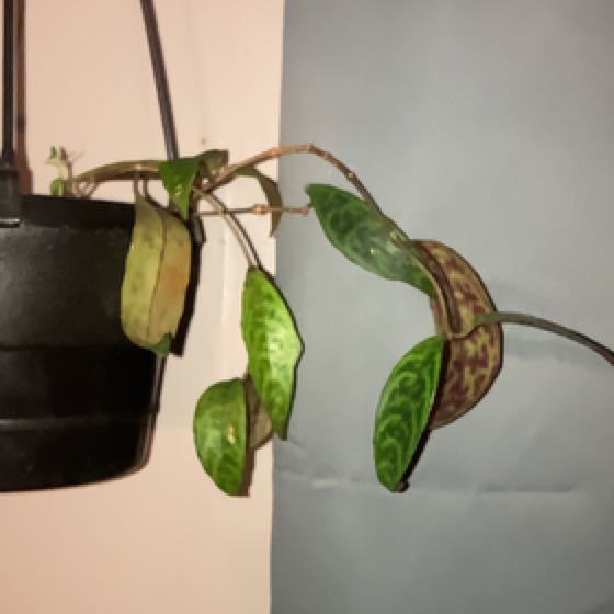Photo of the plant species Man Orchid by @FortifiedMayten named Drake on Greg, the plant care app