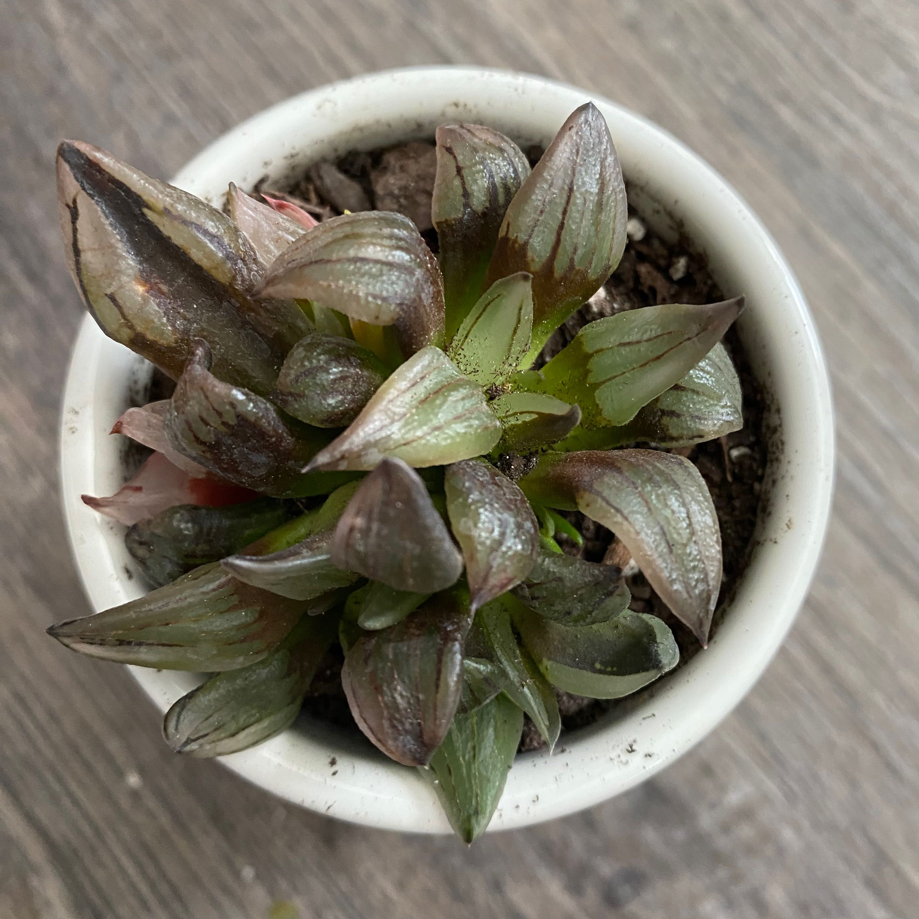 Photo of the plant species Haworthia magnifica by @UnharmedCobnut named Yomi on Greg, the plant care app