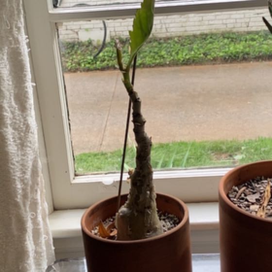 Photo of the plant species Butter Bush by @DynamoFantasy named Hemingway on Greg, the plant care app