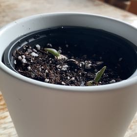 Photo of the plant species Garlic by @ProBlackhaw named Xena on Greg, the plant care app