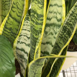 Snake Plant plant in Troy, Michigan