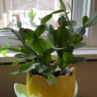 Easter Cactus plant in Troy, Michigan