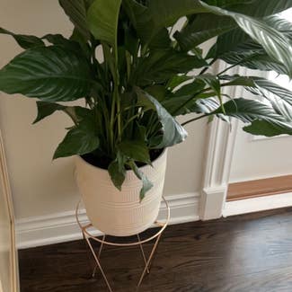Peace Lily plant in Troy, Michigan