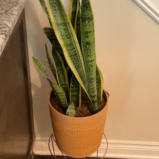Snake Plant plant in Troy, Michigan