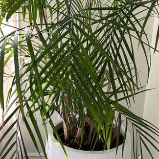 Kentia Palm plant in Troy, Michigan