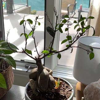 Ficus Ginseng plant in Troy, Michigan