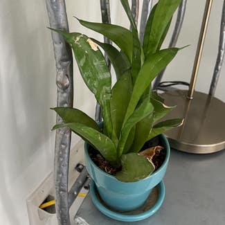 Silver Snake Plant plant in Troy, Michigan
