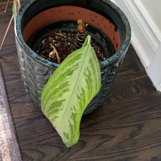 Chinese Evergreen plant in Troy, Michigan