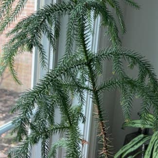 Norfolk Island Pine plant in Troy, Michigan