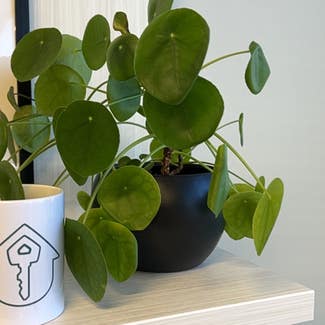 Chinese Money Plant plant in Troy, Michigan
