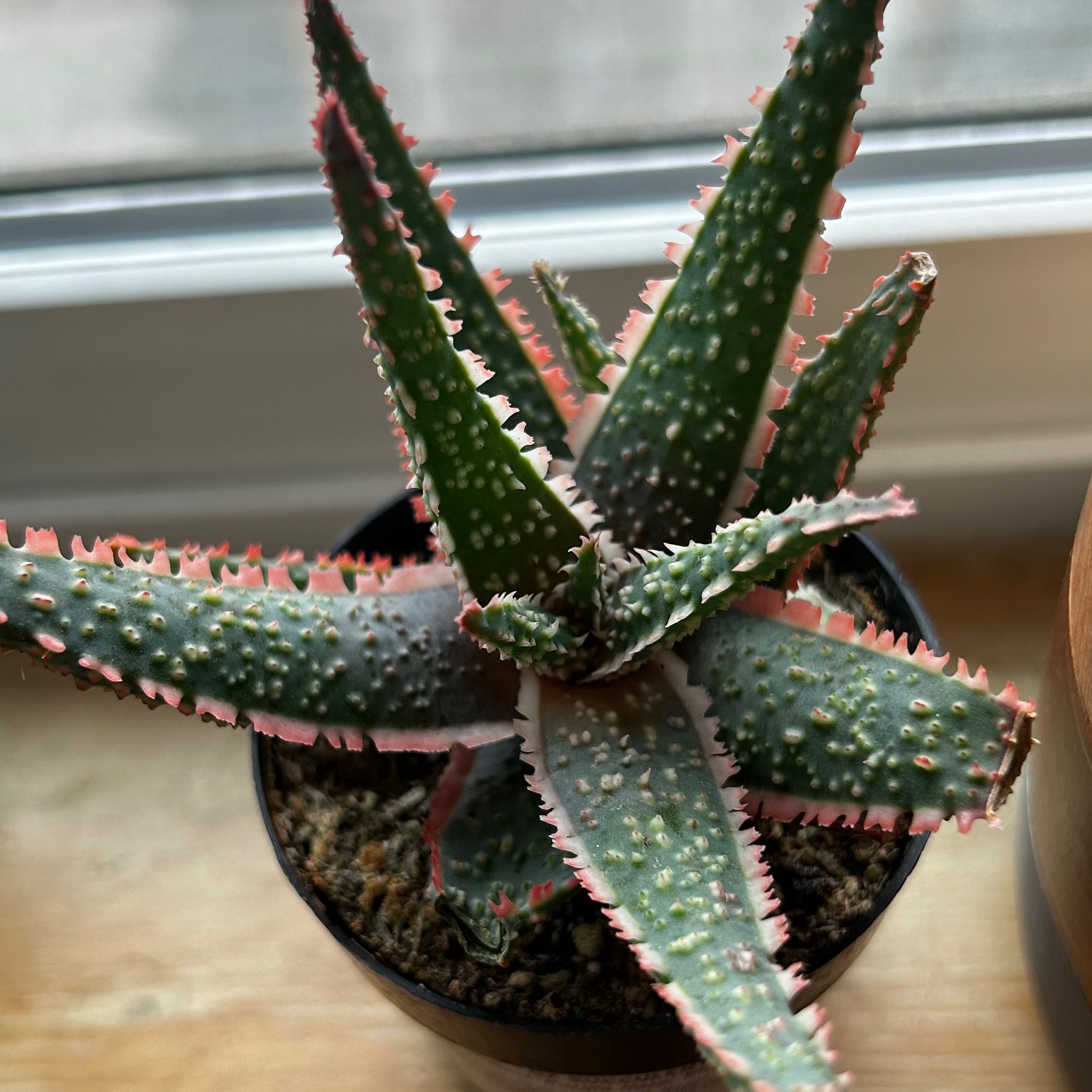 Aloe 'Purple Haze' plant with spiky leaves and pinkish edges in a pot.