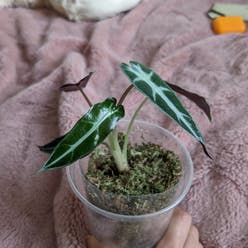 Alocasia Polly Plant plant