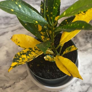 Gold Dust Croton plant in Fleet Hargate, England